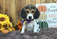 Mickey , a male Beagle for sale in Mammoth Spring, AR – 3 of 6