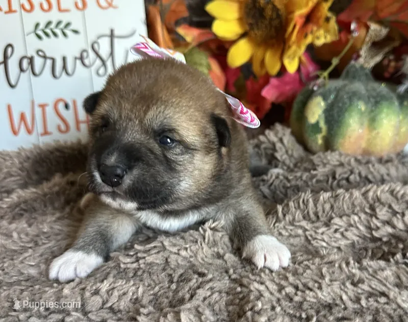 Brilynn – Shiba Inu puppy for sale in Mammoth Spring, AR