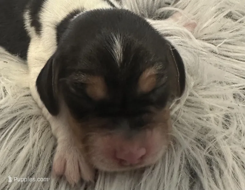 Shay – Beagle puppy for sale in Mammoth Spring, AR