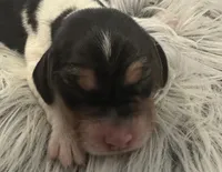 Shay, a female Beagle for sale in Mammoth Spring, AR – 1 of 7
