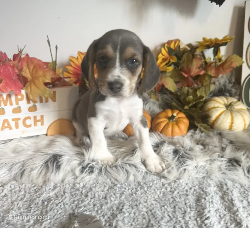 Cinderella – Beagle puppy for sale in Mammoth Spring, AR