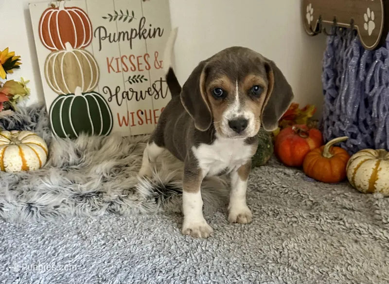 Cinderella – Beagle puppy for sale in Mammoth Spring, AR