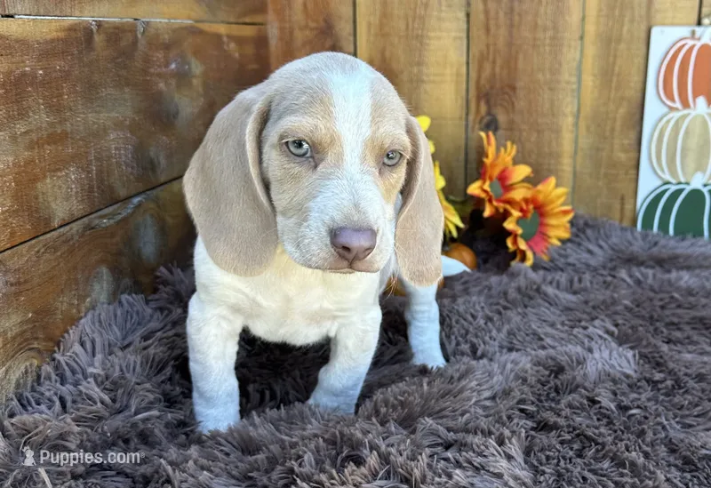 Staton – Beagle puppy for sale in Mammoth Spring, AR