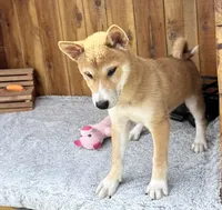 Koda, a male Shiba Inu for sale in Mammoth Spring, AR – 2 of 5