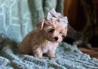 Milo, a male Maltipoo for sale in Mammoth Spring, AR – 7 of 7