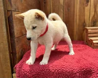 Echo, a male Shiba Inu for sale in Mammoth Spring, AR – 4 of 7