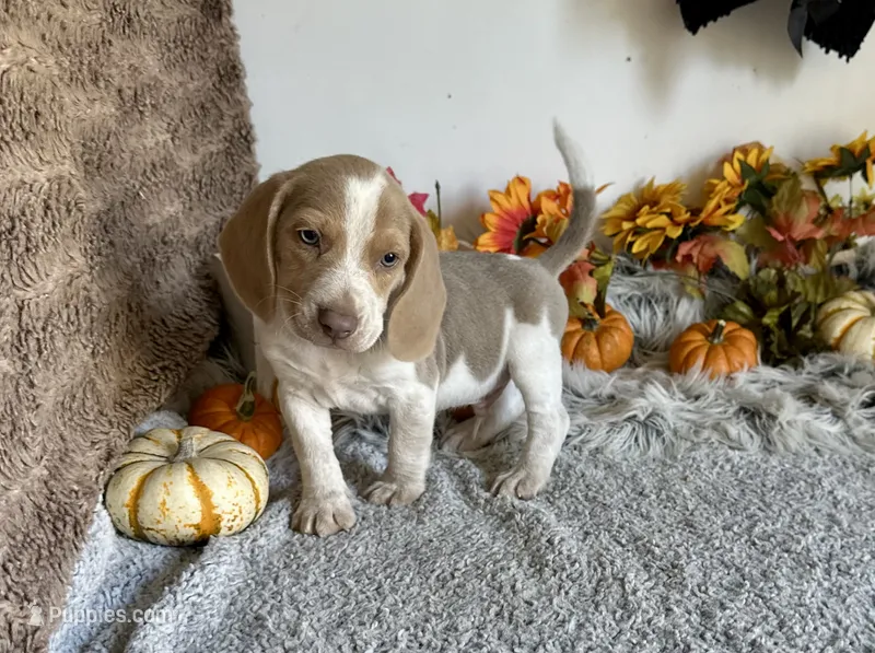 Staton – Beagle puppy for sale in Mammoth Spring, AR