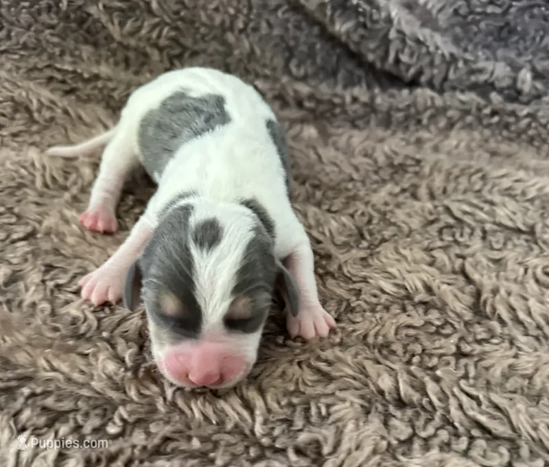 Paisley  – Beagle puppy for sale in Mammoth Spring, AR