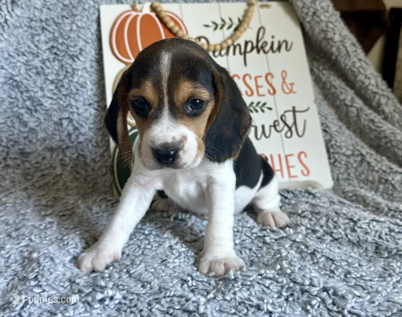 Mickey – Beagle puppy for sale in Mammoth Spring, AR