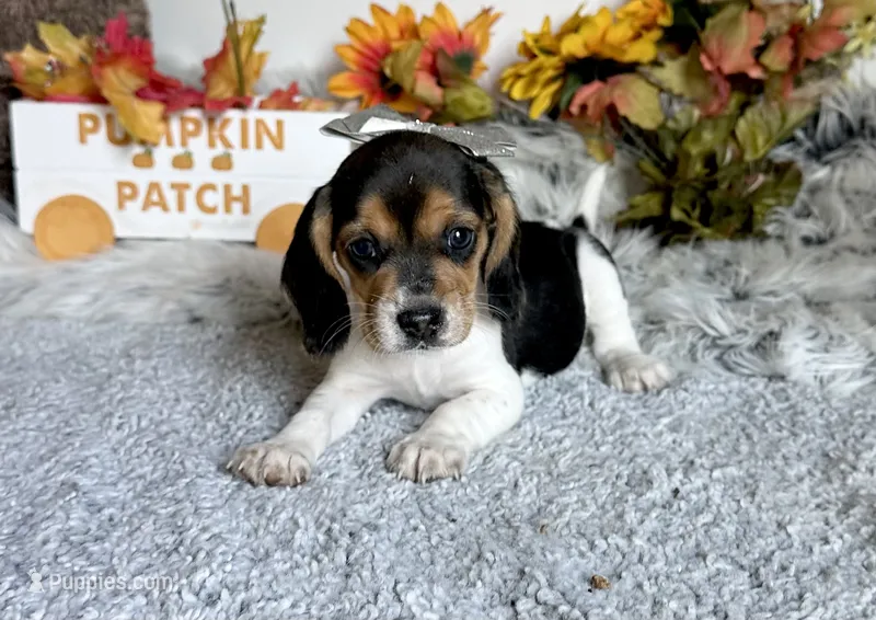 Shay – Beagle puppy for sale in Mammoth Spring, AR