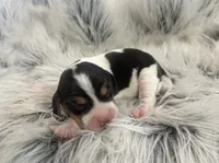 Mickey, a male Beagle for sale in Mammoth Spring, AR – 2 of 5