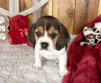 processed/9dd07f46-76e5-41bd-82ce-4d5454d90aef/listing/ce987d31-7d2f-43be-a56f-7a37ef96fea6/86e36d45-03ff-418d-abc6-4501251edb4e