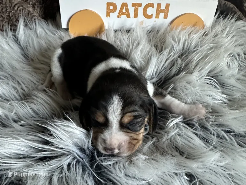 Tinkerbell  – Beagle puppy for sale in Mammoth Spring, AR