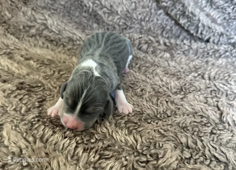 Bella – Beagle puppy for sale in Mammoth Spring, AR