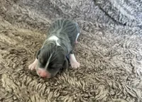 Bella, a female Beagle for sale in Mammoth Spring, AR – 1 of 6