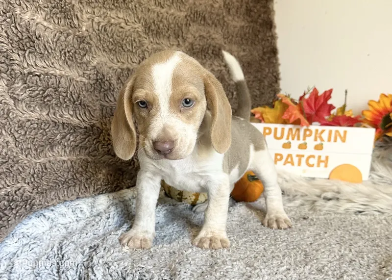 Staton – Beagle puppy for sale in Mammoth Spring, AR