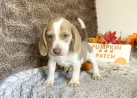 Staton, a male Beagle for sale in Mammoth Spring, AR – 1 of 5
