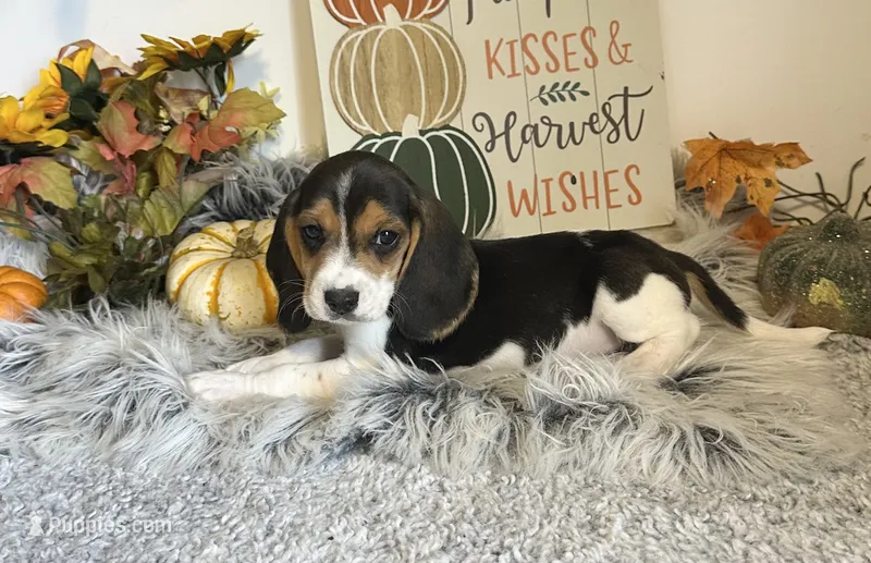 Scooby  – Beagle puppy for sale in Mammoth Spring, AR