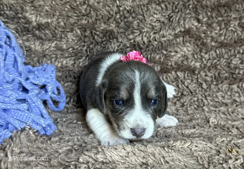 Cinderella – Beagle puppy for sale in Mammoth Spring, AR
