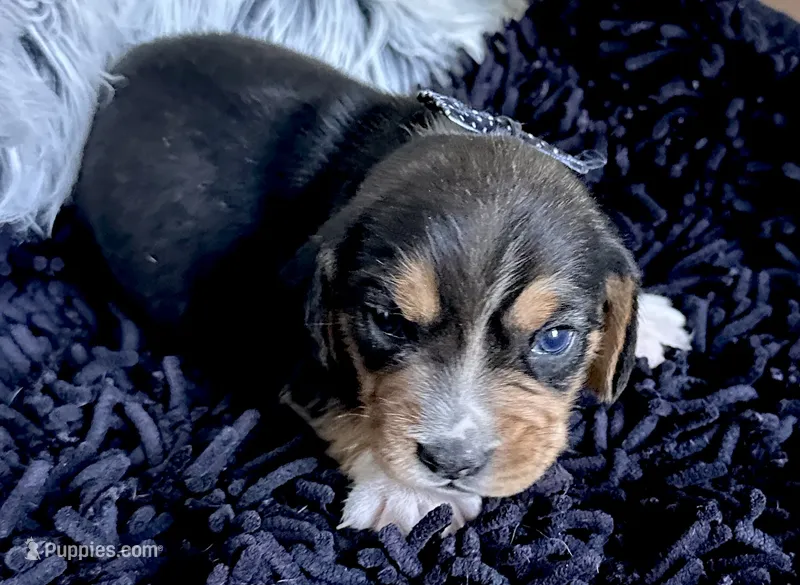 Floki  – Beagle puppy for sale in Mammoth Spring, AR