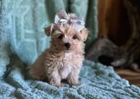 Milo, a male Maltipoo for sale in Mammoth Spring, AR – 5 of 7