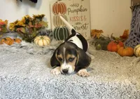 Mickey, a male Beagle for sale in Mammoth Spring, AR – 3 of 6