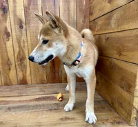 Koda, a male Shiba Inu for sale in Mammoth Spring, AR – 2 of 9