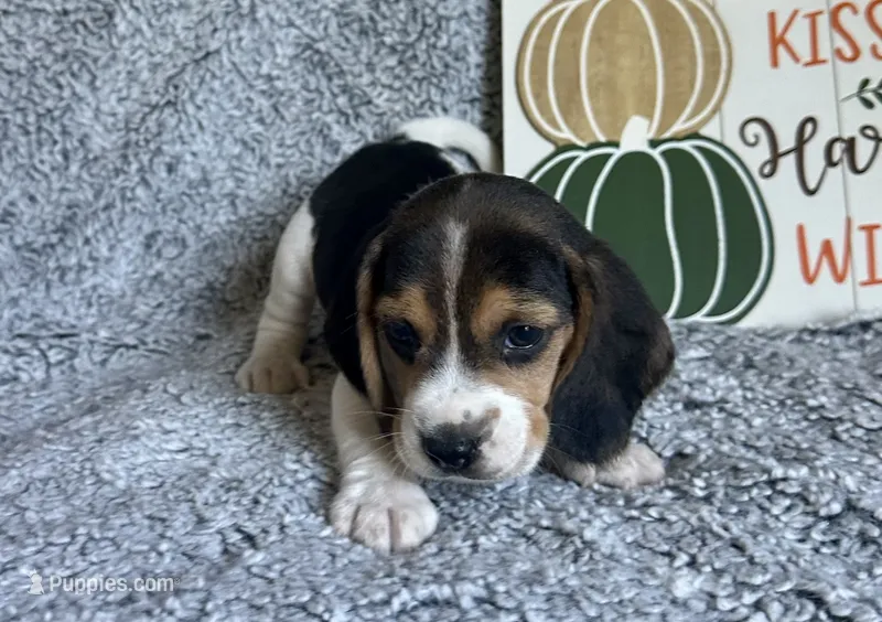 Mickey – Beagle puppy for sale in Mammoth Spring, AR