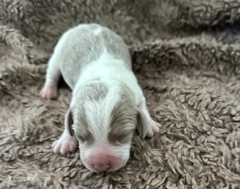 Staton, a male Beagle for sale in Mammoth Spring, AR – 1 of 9