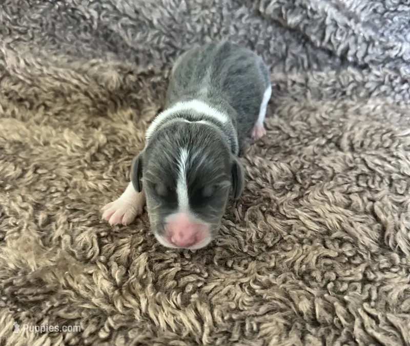 Cinderella – Beagle puppy for sale in Mammoth Spring, AR