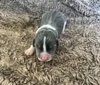 Cinderella, a female Beagle for sale in Mammoth Spring, AR – 1 of 7