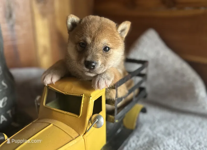 Rusty  – Shiba Inu puppy for sale in Mammoth Spring, AR