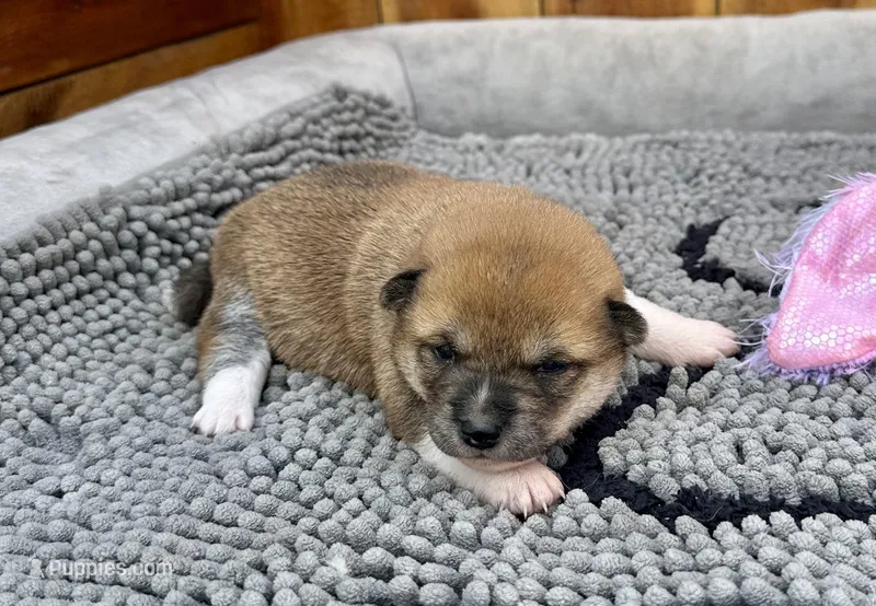 Reina – Shiba Inu puppy for sale in Mammoth Spring, AR