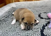 Reina, a female Shiba Inu for sale in Mammoth Spring, AR – Photo 2 of 6