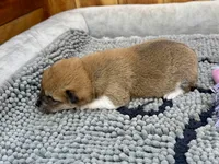 Reina, a female Shiba Inu for sale in Mammoth Spring, AR – Photo 5 of 6