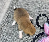 Reina, a female Shiba Inu for sale in Mammoth Spring, AR – Photo 6 of 6