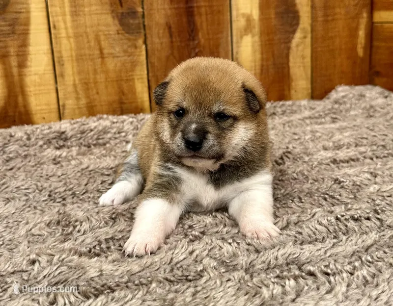Reina – Shiba Inu puppy for sale in Mammoth Spring, AR