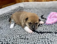 Reina, a female Shiba Inu for sale in Mammoth Spring, AR – Photo 3 of 6