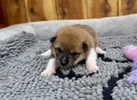 Reina, a female Shiba Inu for sale in Mammoth Spring, AR – Photo 4 of 6