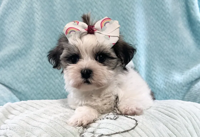 Aubrey  – Mal Shi puppy for sale in Mammoth Spring, AR