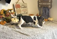 Mickey, a male Beagle for sale in Mammoth Spring, AR – 5 of 6