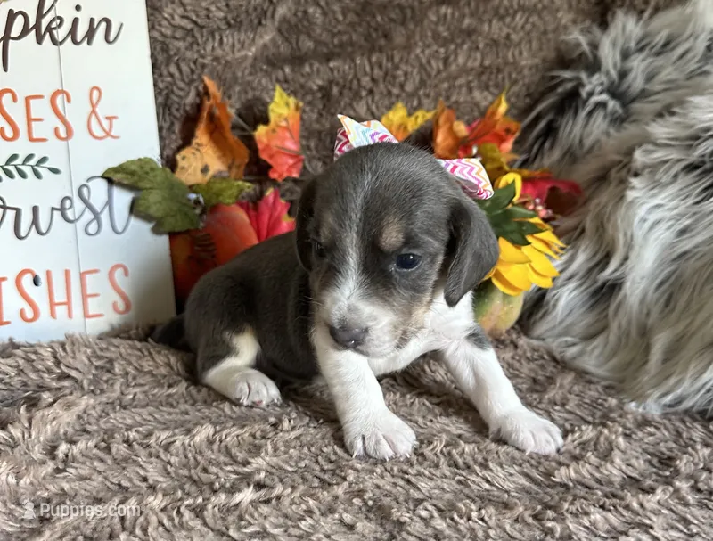 Cinderella – Beagle puppy for sale in Mammoth Spring, AR
