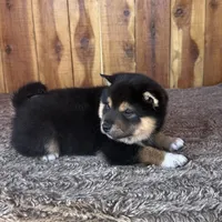 Mateo, a male Shiba Inu for sale in Mammoth Spring, AR – Photo 5 of 5