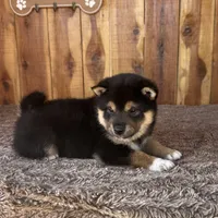 Mateo, a male Shiba Inu for sale in Mammoth Spring, AR – Photo 4 of 5