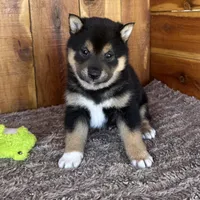 Mateo, a male Shiba Inu for sale in Mammoth Spring, AR – Photo 3 of 5