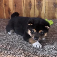 Mateo, a male Shiba Inu for sale in Mammoth Spring, AR – Photo 2 of 5