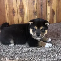 Mateo, a male Shiba Inu for sale in Mammoth Spring, AR – Photo 1 of 5