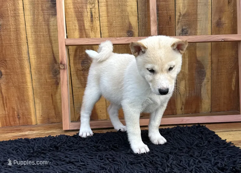 Echo – Shiba Inu puppy for sale in Mammoth Spring, AR