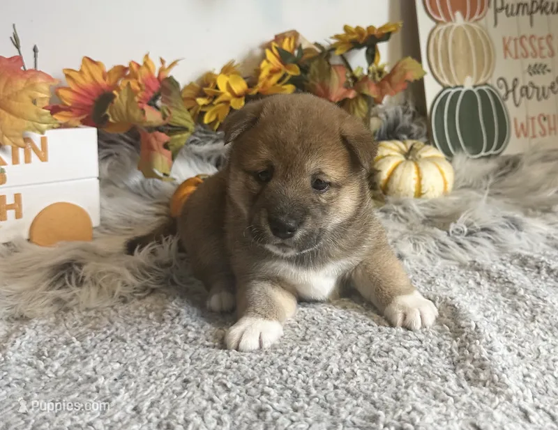 Brilynn – Shiba Inu puppy for sale in Mammoth Spring, AR