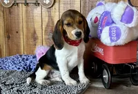 Trixie , a female Beagle for sale in Mammoth Spring, AR – Photo 2 of 5